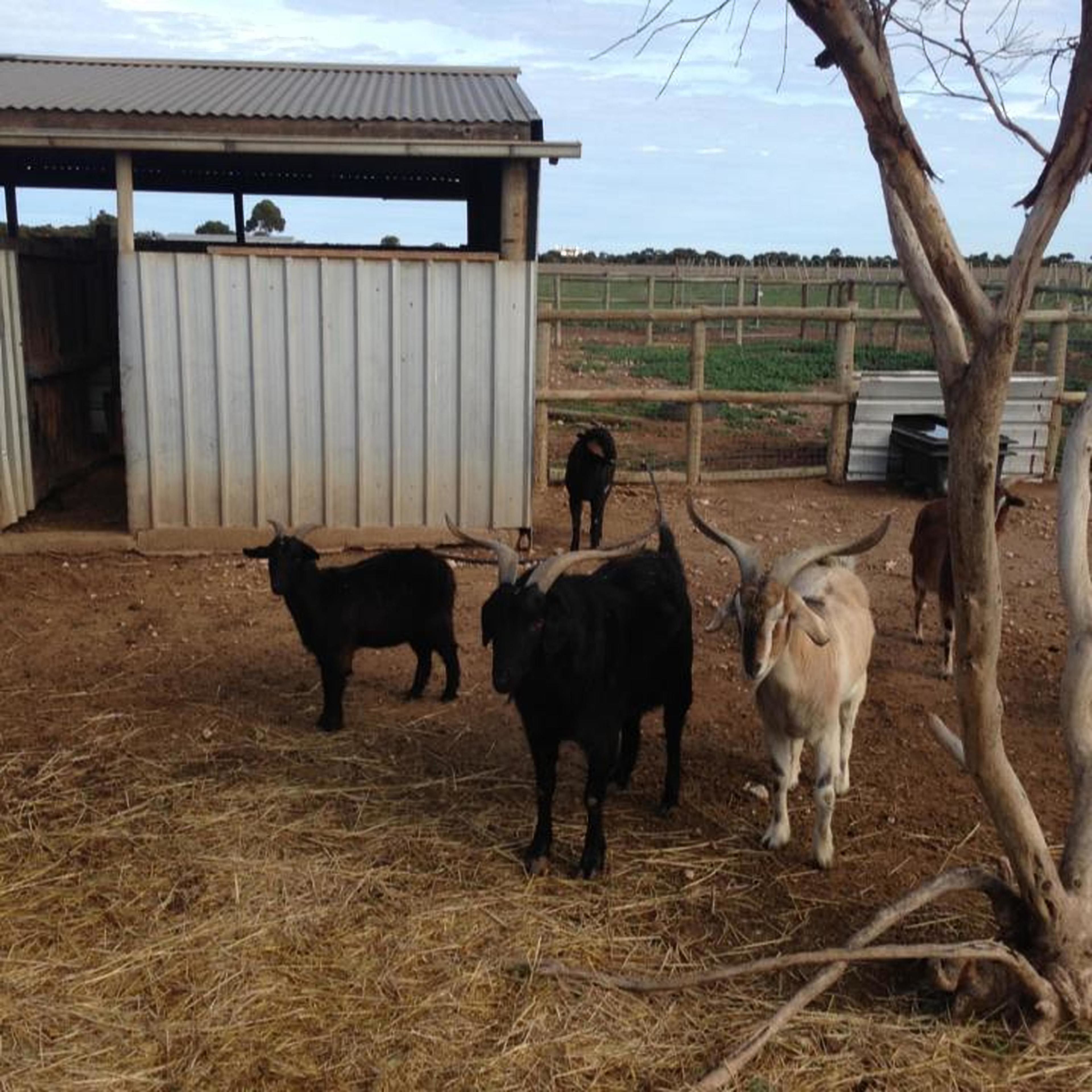 Tarnasey Farm — image 20