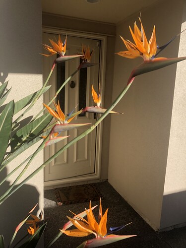 Auckland GQ Holiday Home