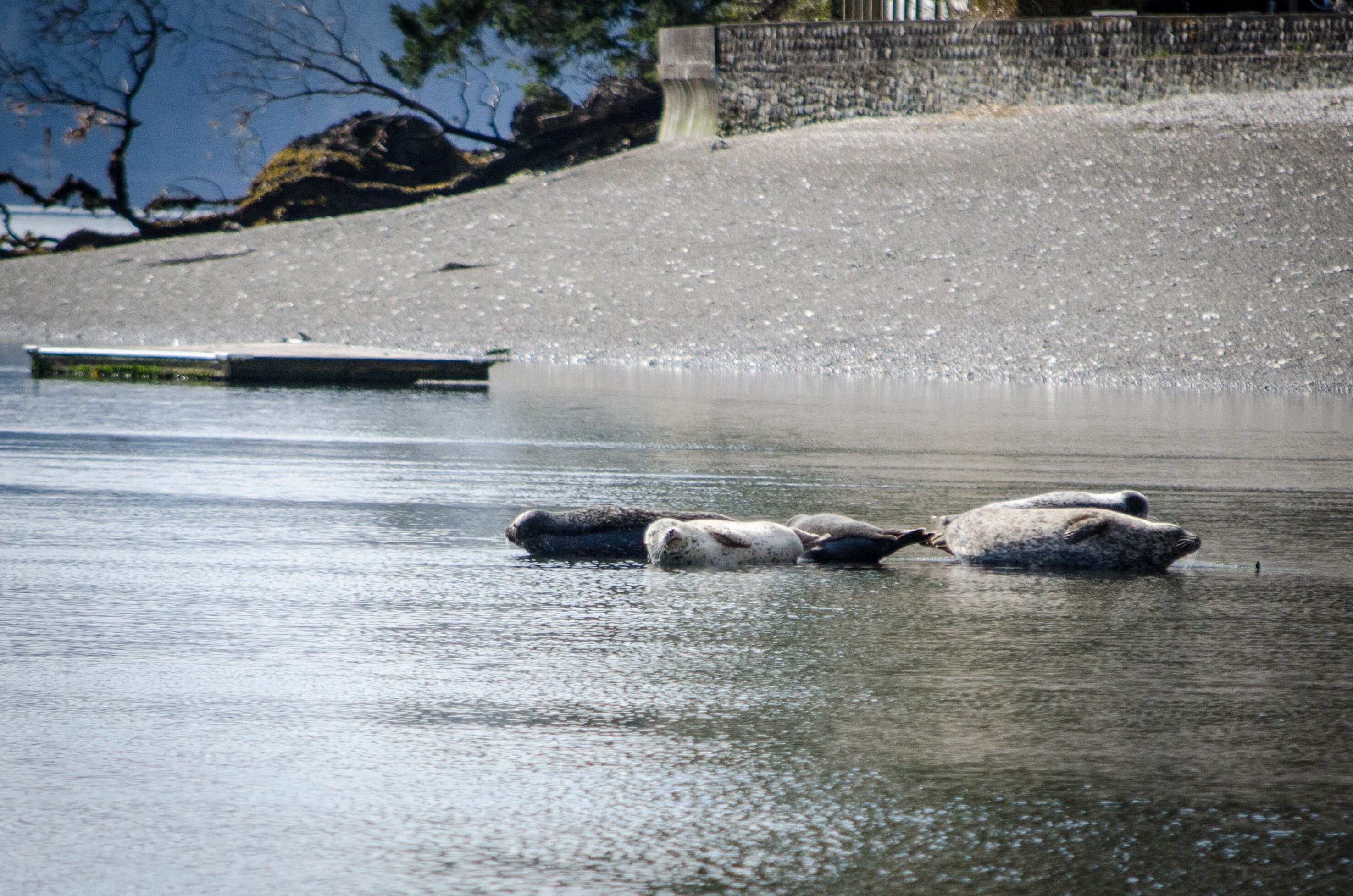 A calm body of water with a concrete barrier and a small boat in the distance.
