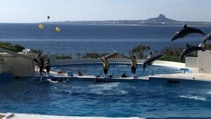A pool area with dolphins performing tricks, a clear view of the ocean, and a distant mountain. - Okinawa Freedom (Nakijin)