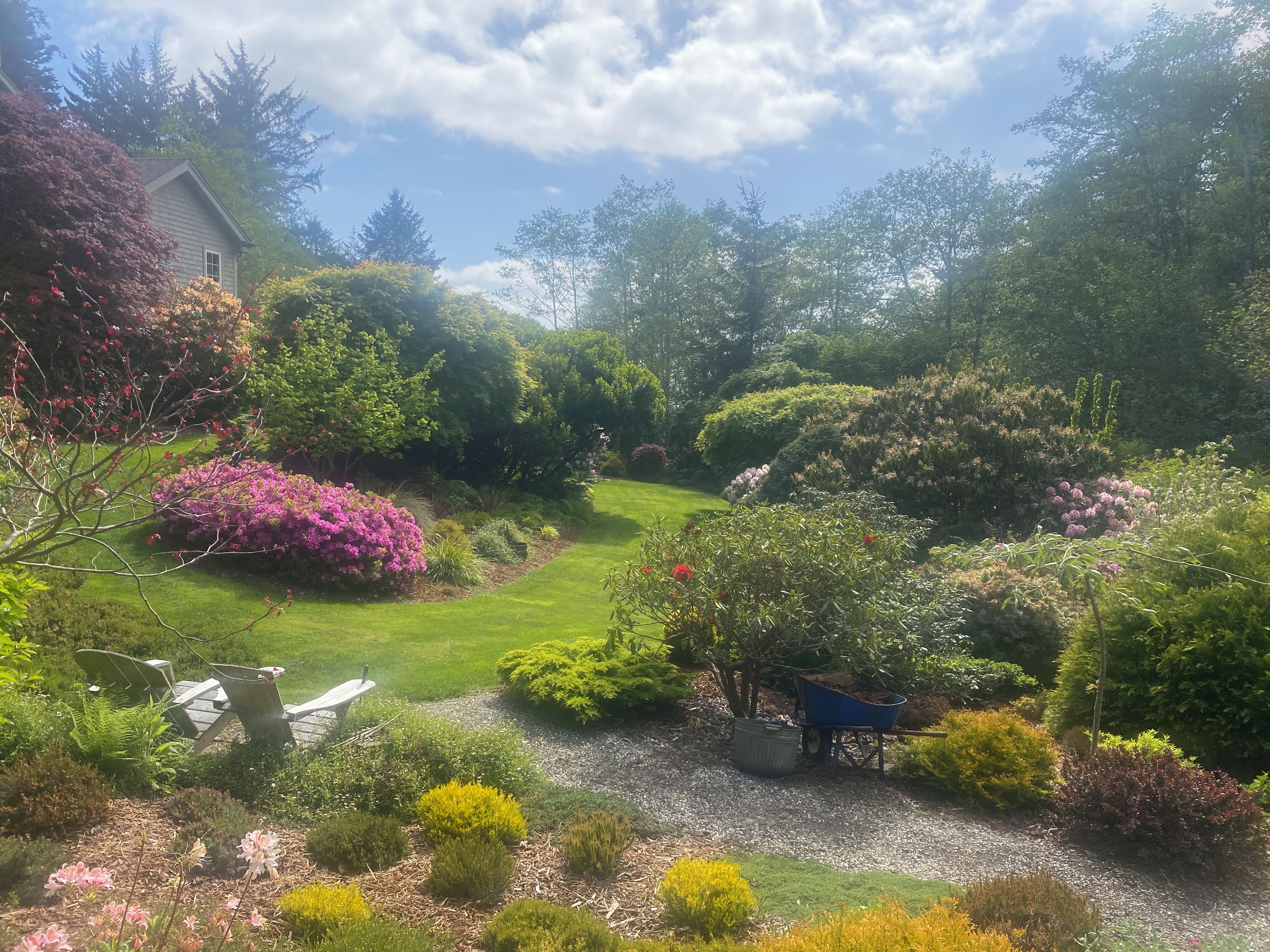 A garden with a lawn, various shrubs, and a wheelbarrow.