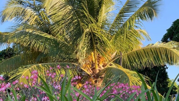Een palmboom met roze bloemen op de voorgrond en een helderblauwe lucht achtergrond.