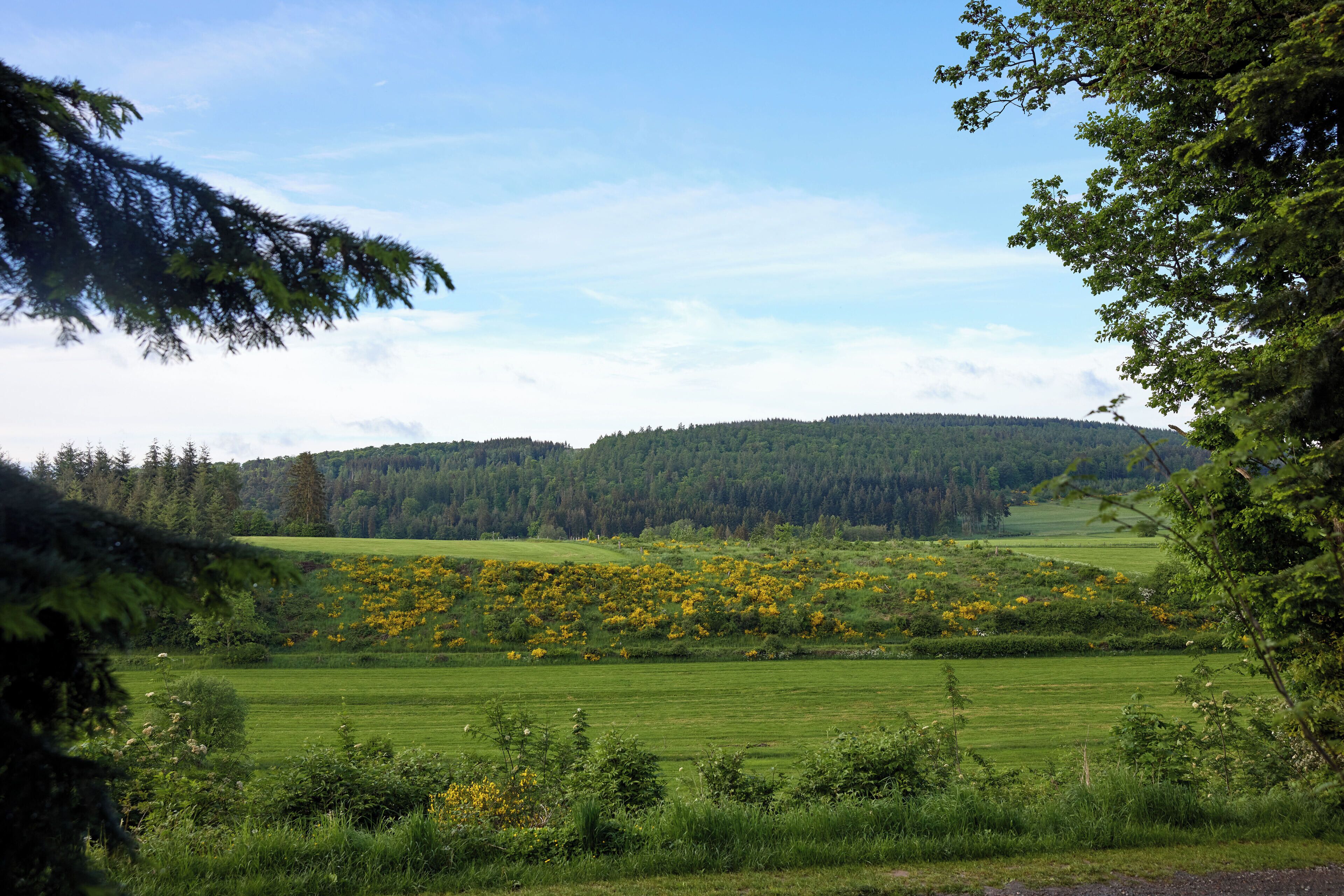 A rural landscape with a green field, yellow flowers, and a forested hill in the background.