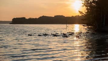 Un atardecer sobre un cuerpo de agua con patos nadando.