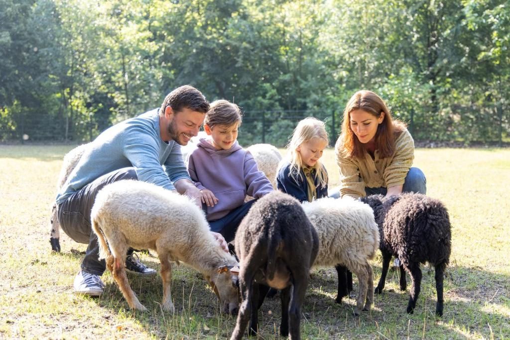 A group of people interacting with sheep in an outdoor setting.