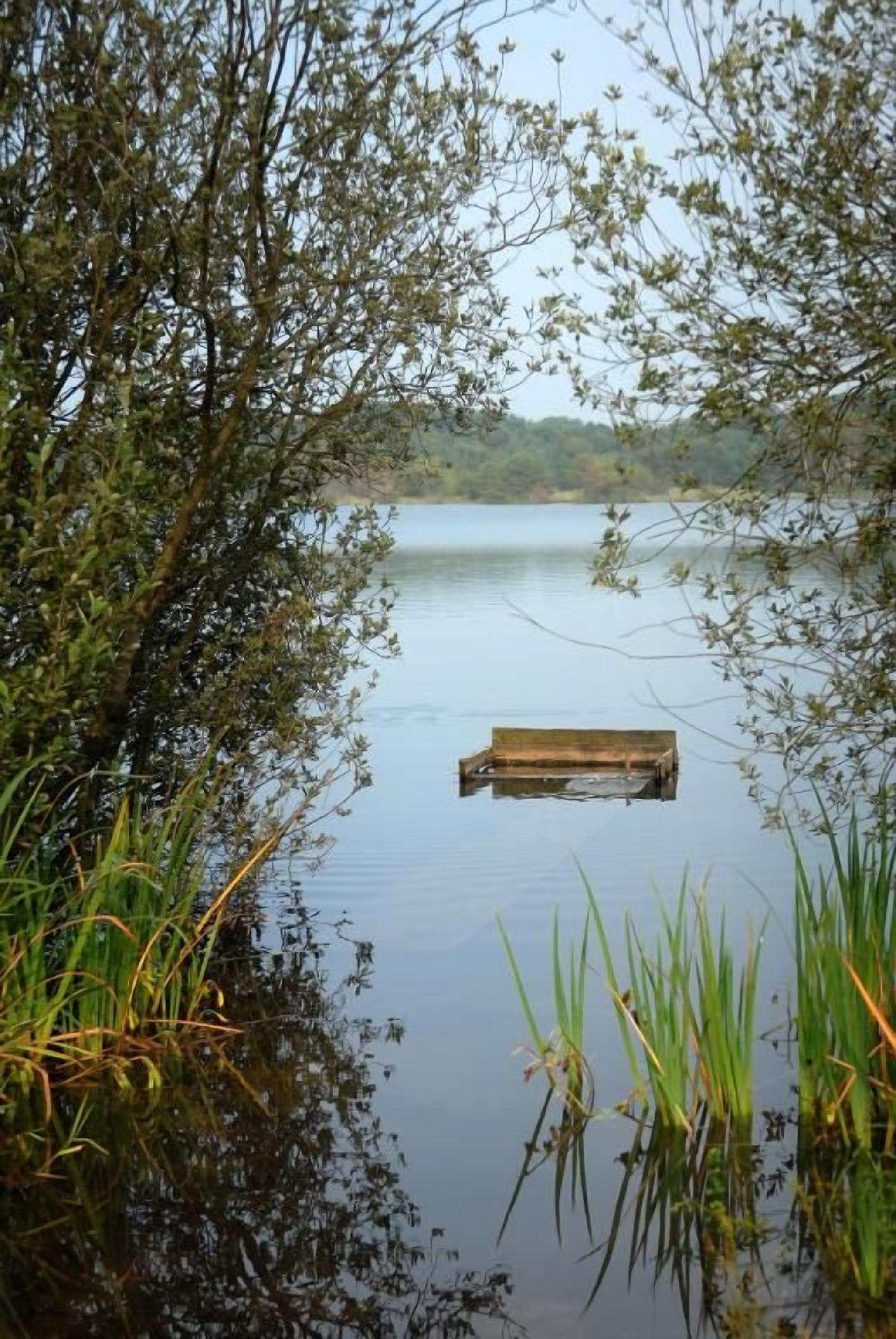A calm lake with a wooden dock extending into the water, surrounded by dense foliage.