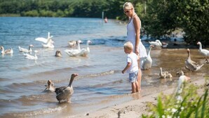 Una persona de pie junto a un lago con patos y gansos, y un bosque al fondo.