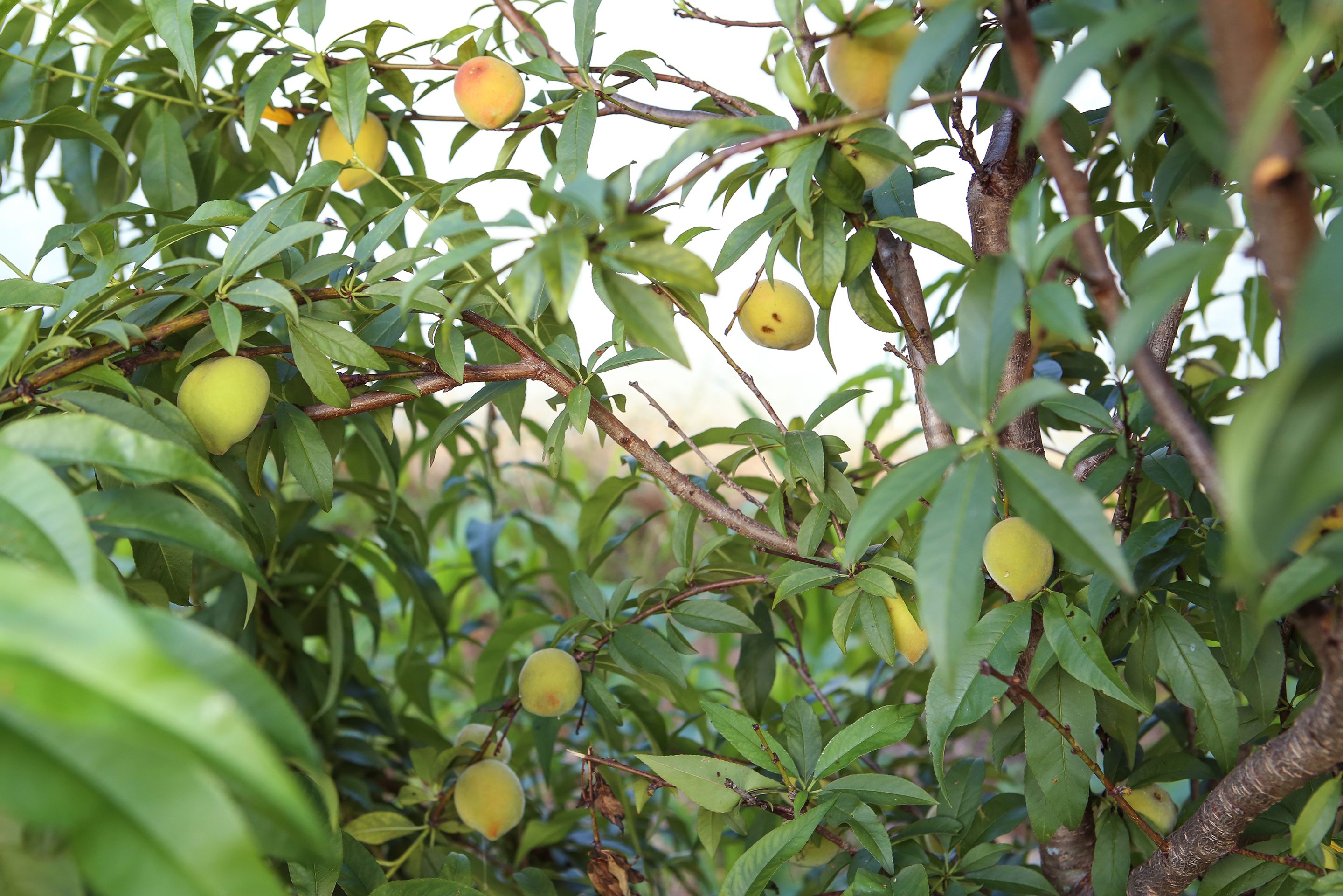 Un arbre aux feuilles vertes et aux fruits jaunes.