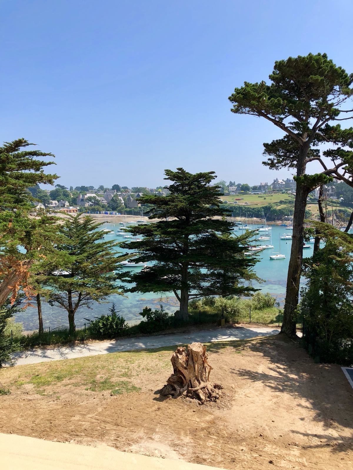 A coastal view with a dirt path leading to a beach, surrounded by tall pine trees and a clear blue sky.