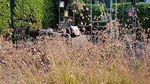 A gazebo with a green canopy, surrounded by tall, dried plants and a garden with various shrubs and flowers. - Hotel De Vier Seizoenen (Renesse)
