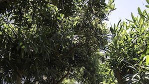 Un sentier bordé d’arbres et flanqué d’un mur de pierres.