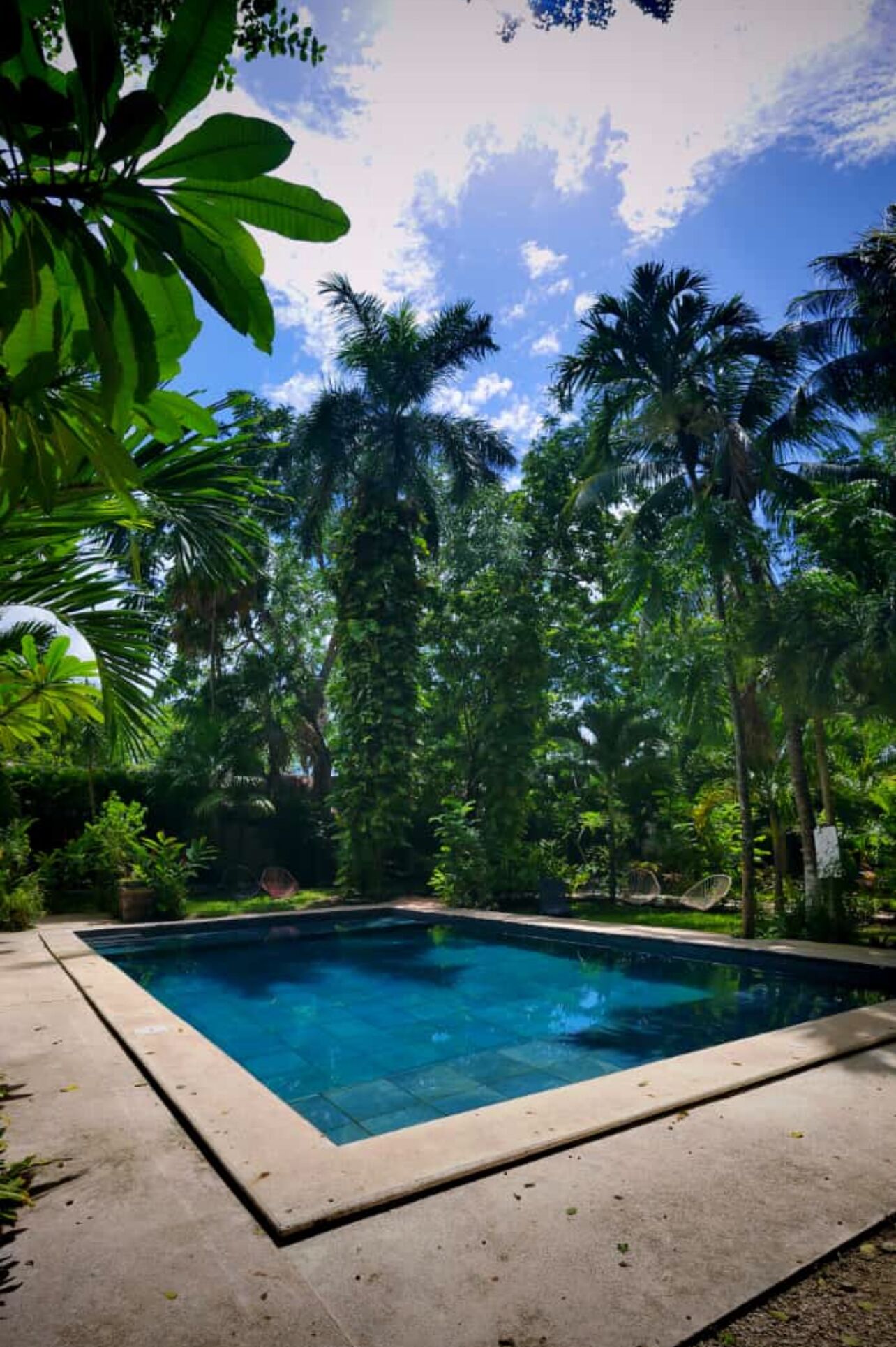 A rectangular swimming pool with a concrete edge, surrounded by lush greenery and tall palm trees.