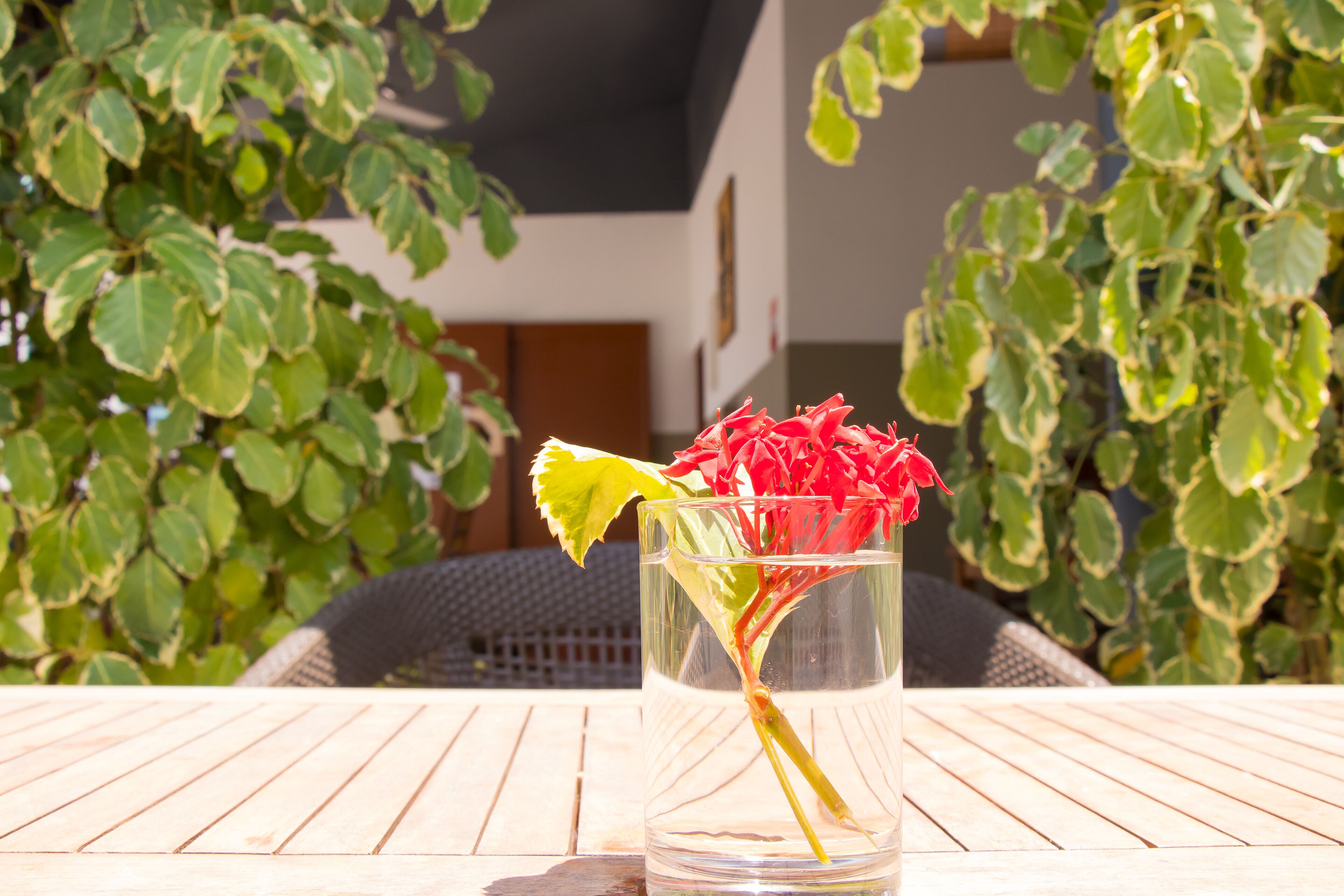 Un florero de vidrio transparente con flores rojas sobre una mesa de madera al aire libre.