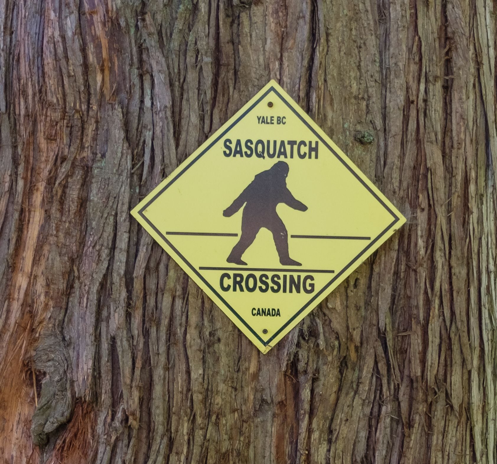 Una señal amarilla en forma de diamante con la silueta de un sasquatch y el texto 'Sasquatch Crossing' sobre un fondo de tronco de árbol.