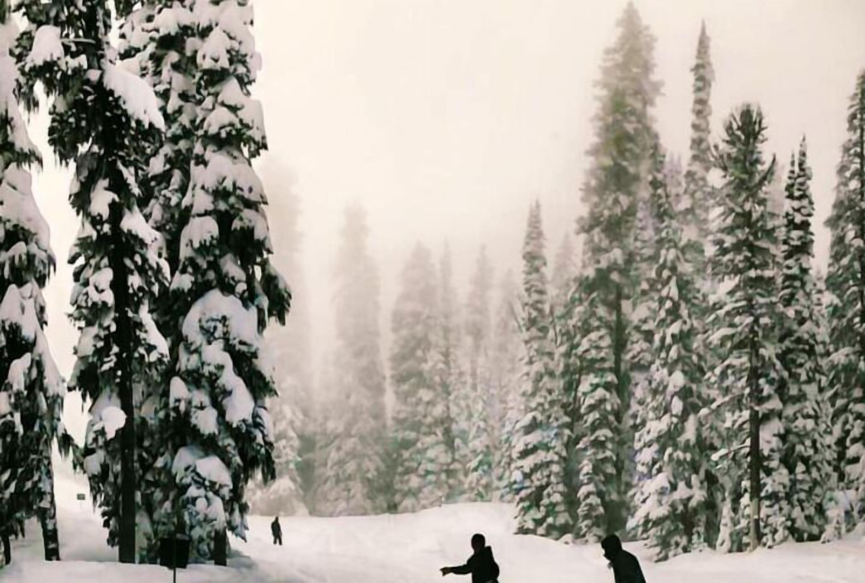 A snowy forest scene with tall evergreen trees.