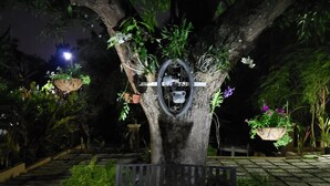 A tree with a circular platform and a bench underneath. - Millsborough B&B (Kingston)