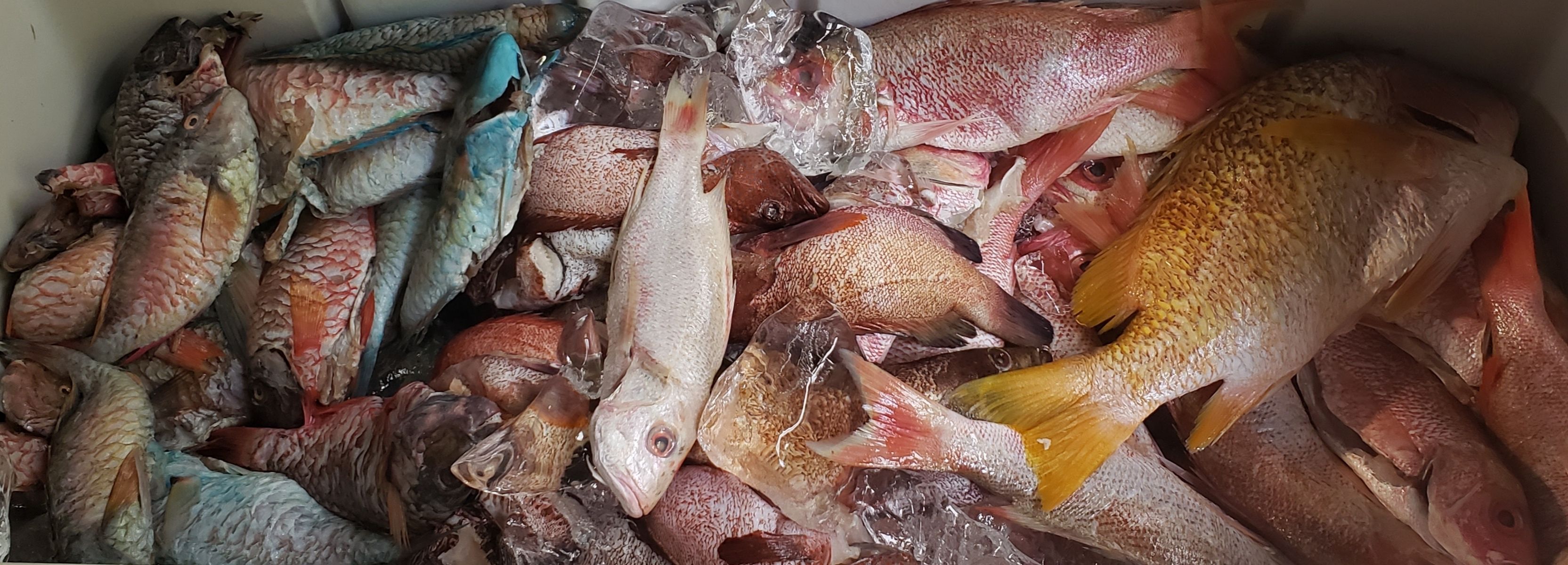 A variety of fish in a container.
