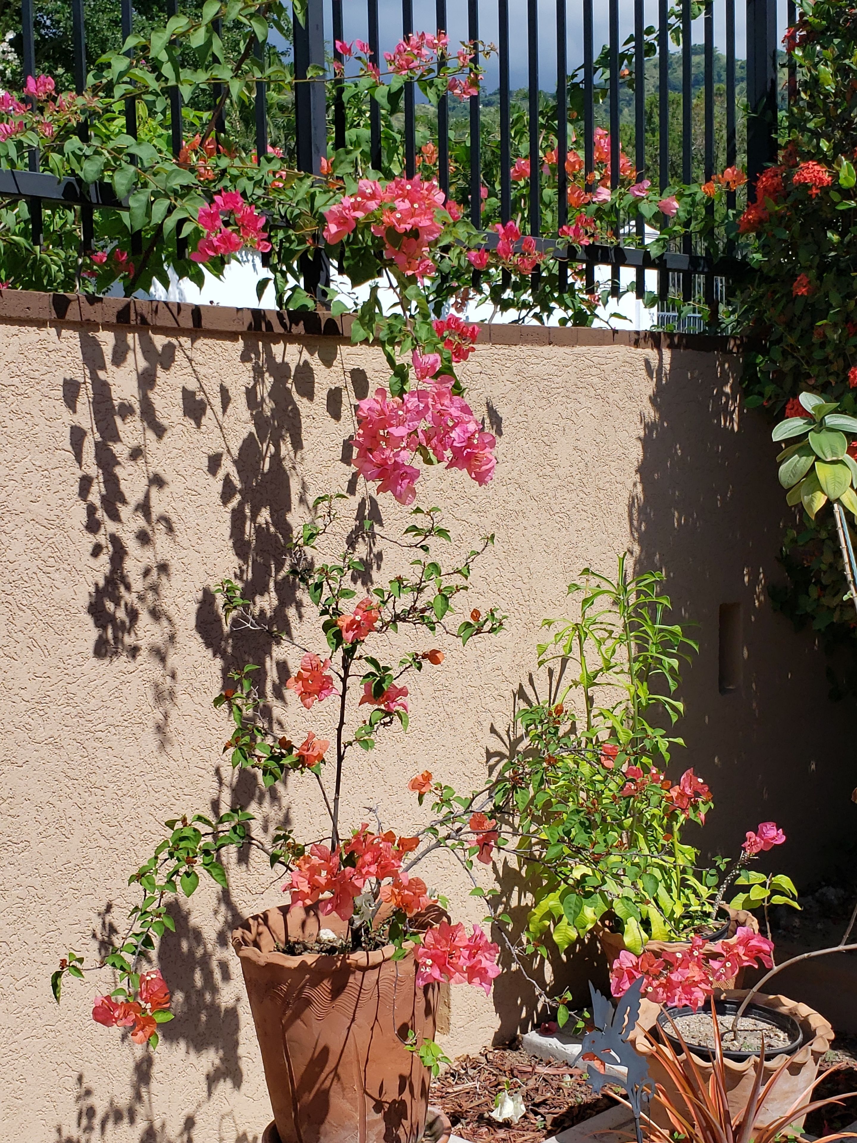 A garden with potted plants and a fence.