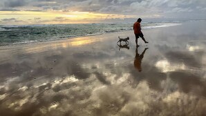 A beach with wet sand and a person walking with a dog. - Pegasus Retreat - in the coastal village of Venus Bay (Venus Bay)