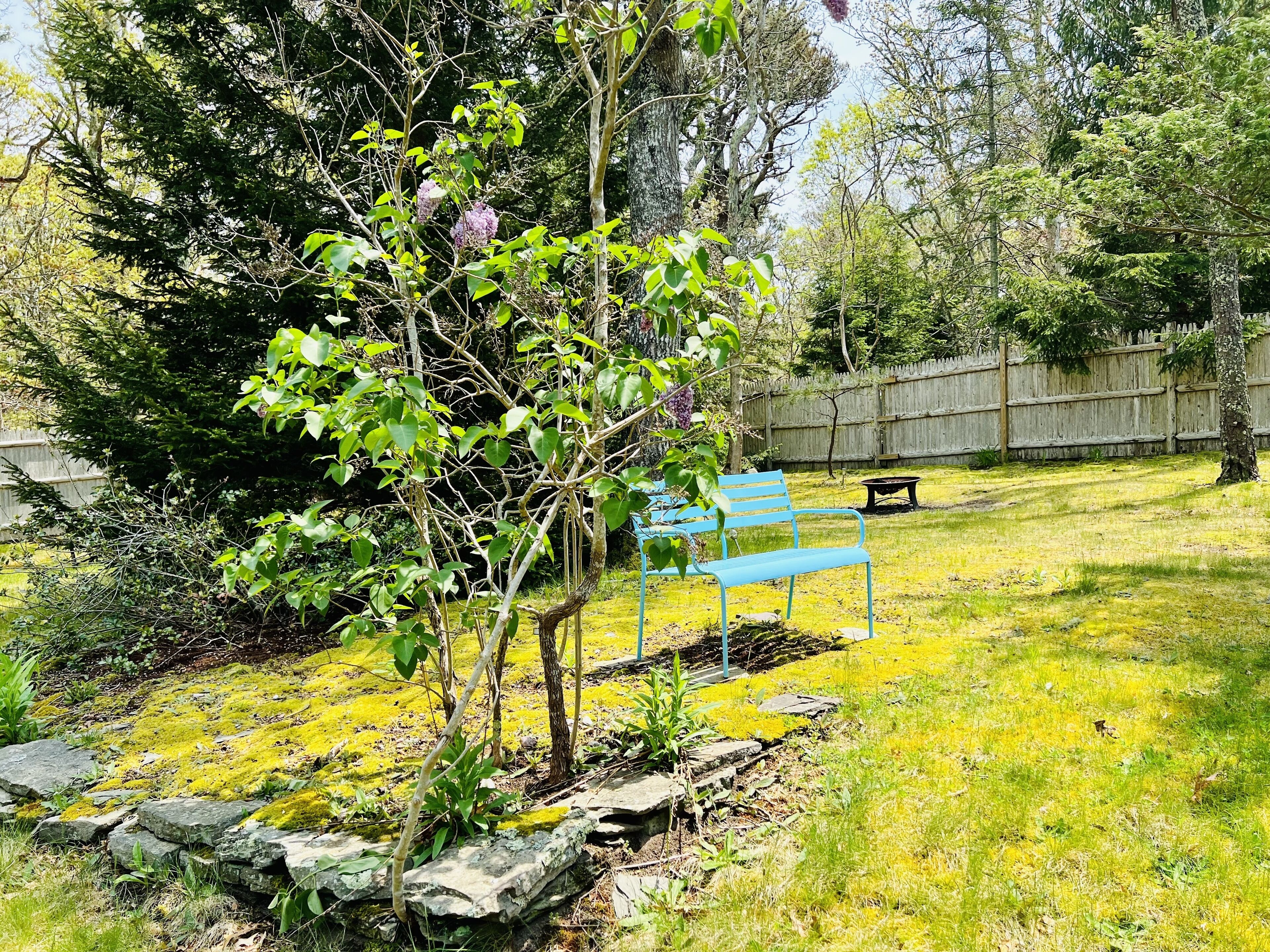 A backyard with a wooden fence, a blue bench, and a small tree with purple flowers.
