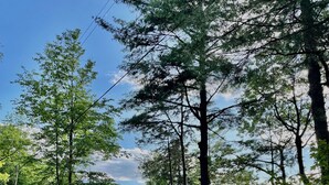 A cabin with a metal roof, surrounded by dense forest and a lake. - Romantic Lakefront Cabin with Stunning Views (Bridport)