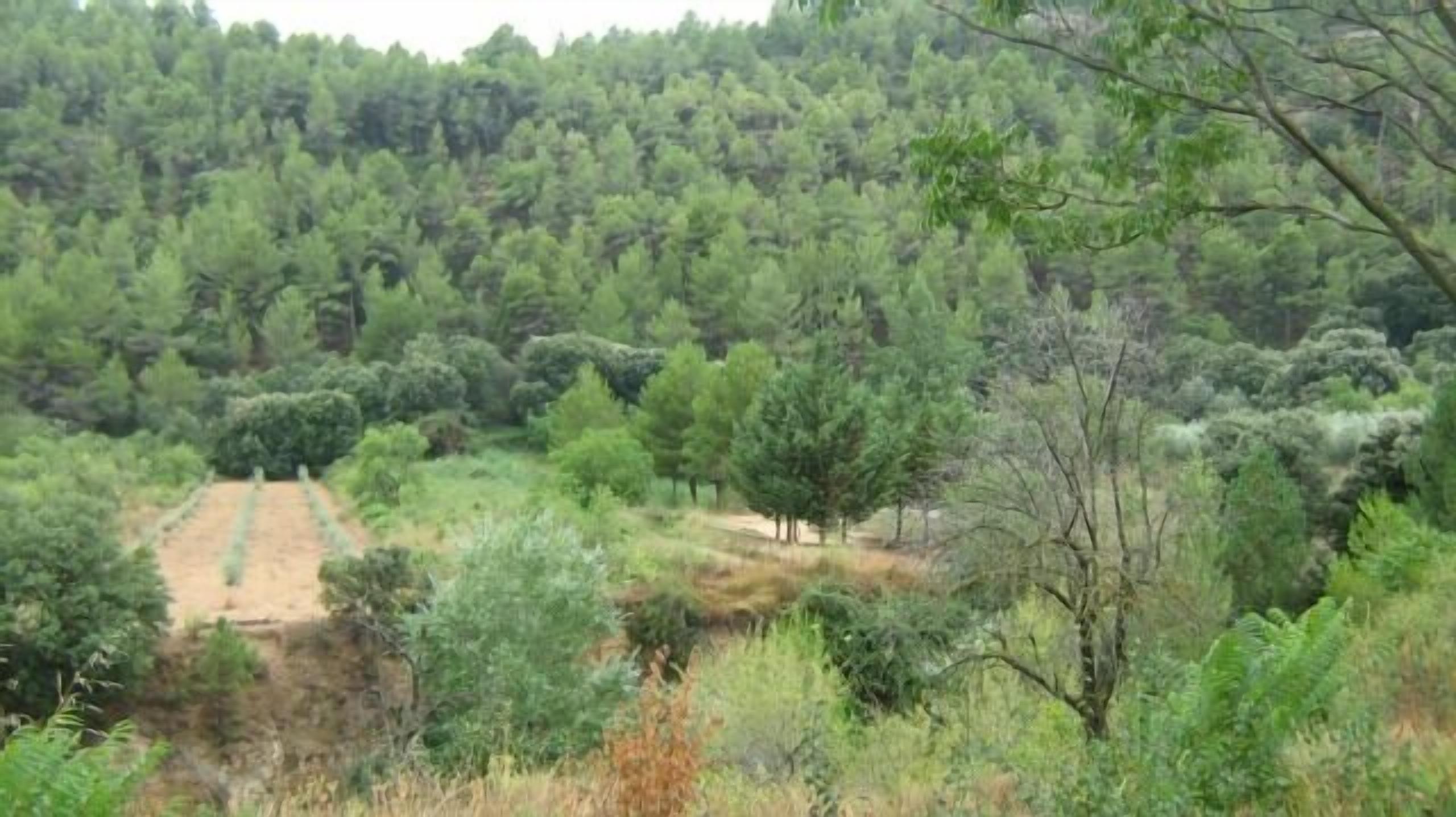 Un paysage boisé, avec un sentier de terre qui le traverse.