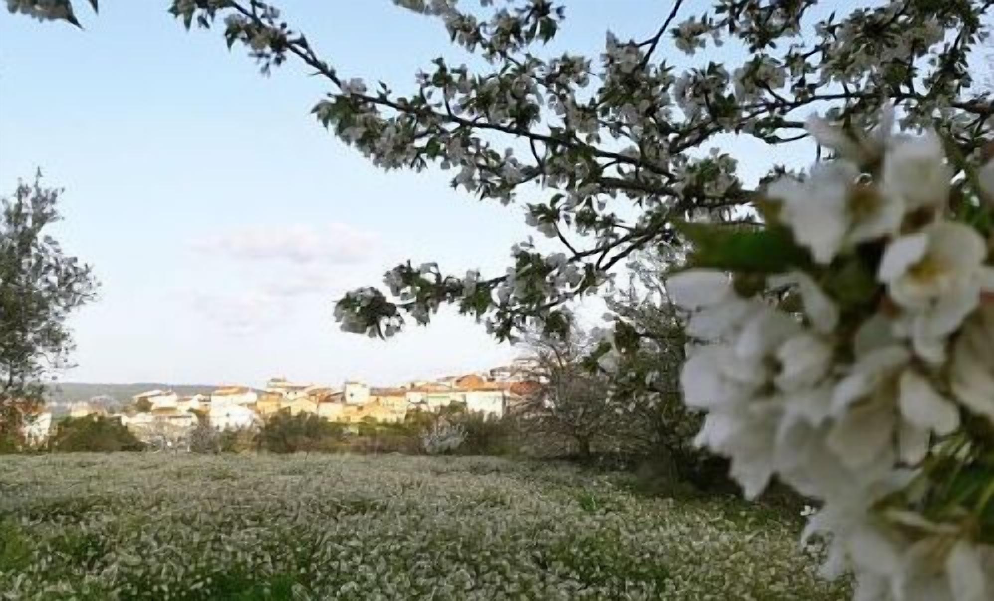 A field of white flowers with buildings in the background.