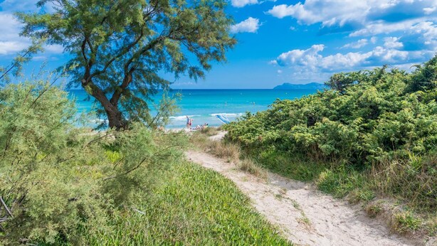 Un sendero costero que conduce a una playa con aguas azules cristalinas y un gran árbol en primer plano.