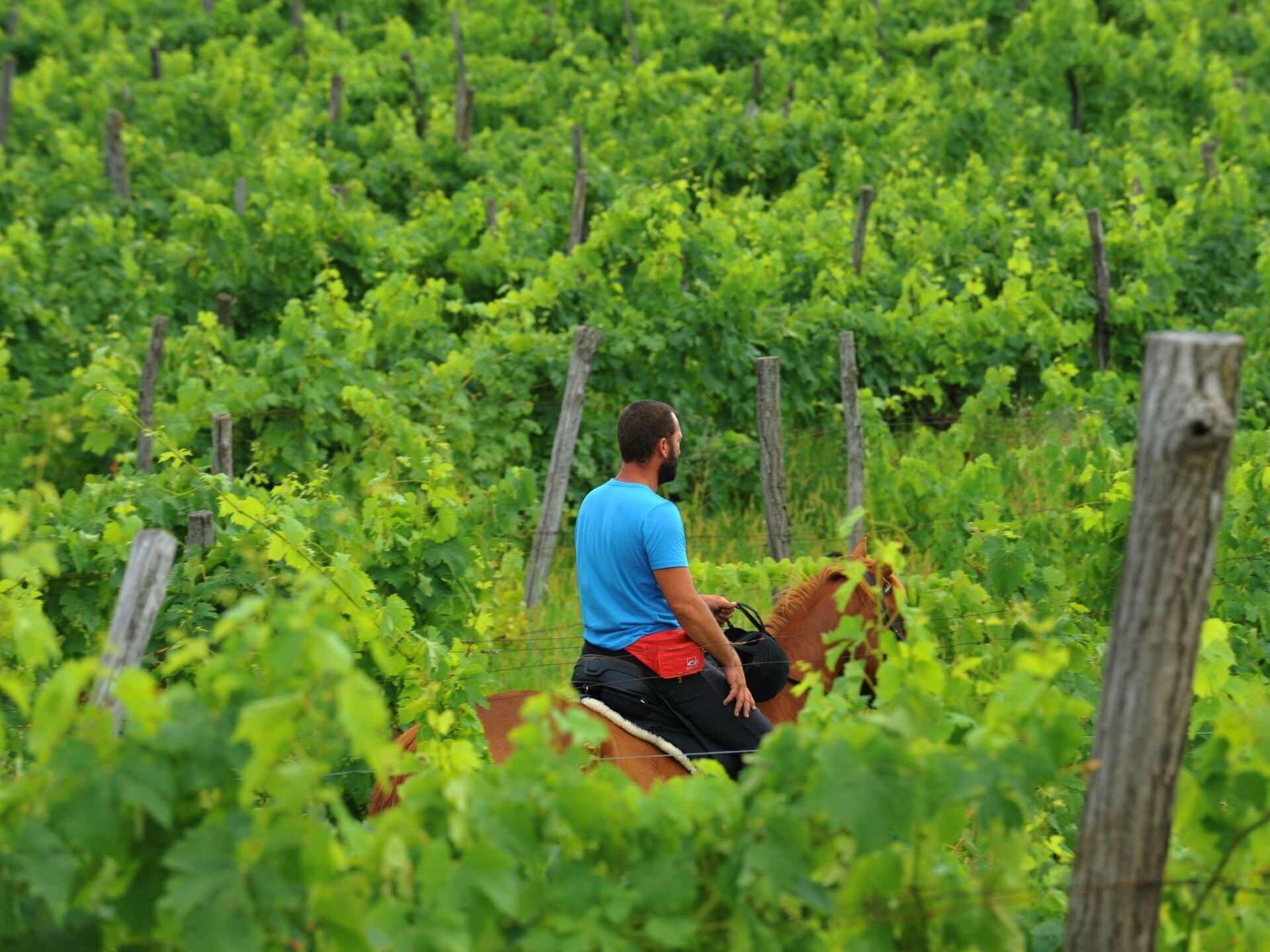 Une personne à cheval traversant un vignoble.