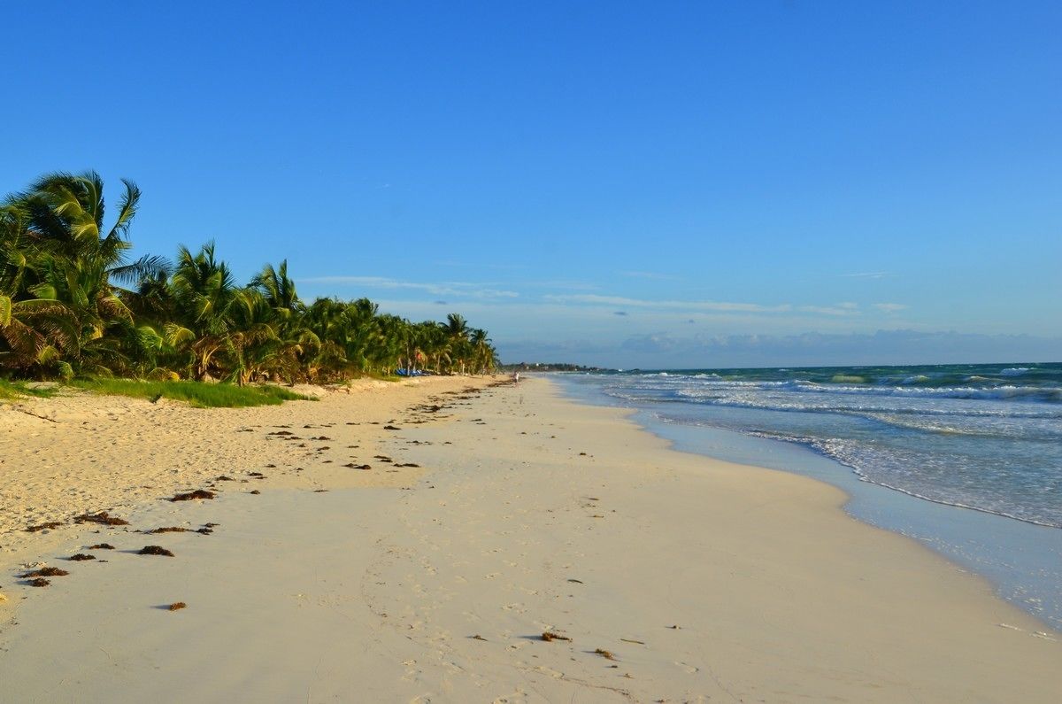 A beach with a clear sky, palm trees, and a sandy shore.