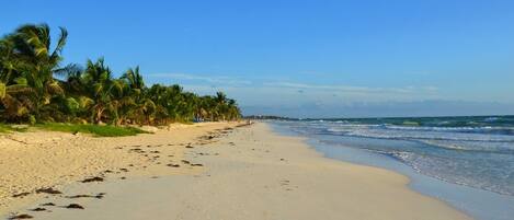 A beach with a clear sky, palm trees, and a sandy shore.