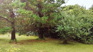 Área externa com gramado, uma cadeira de plástico branca e uma árvore.