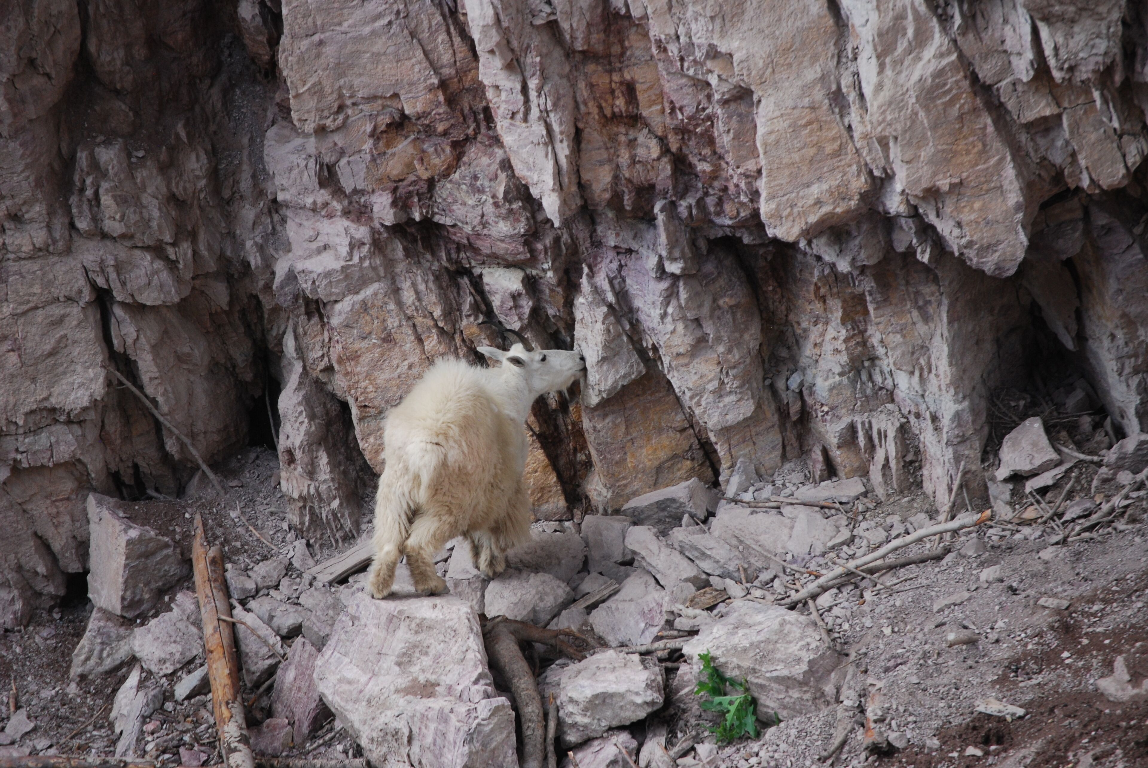 Un perro blanco de pie sobre terreno rocoso con un acantilado escarpado al fondo.