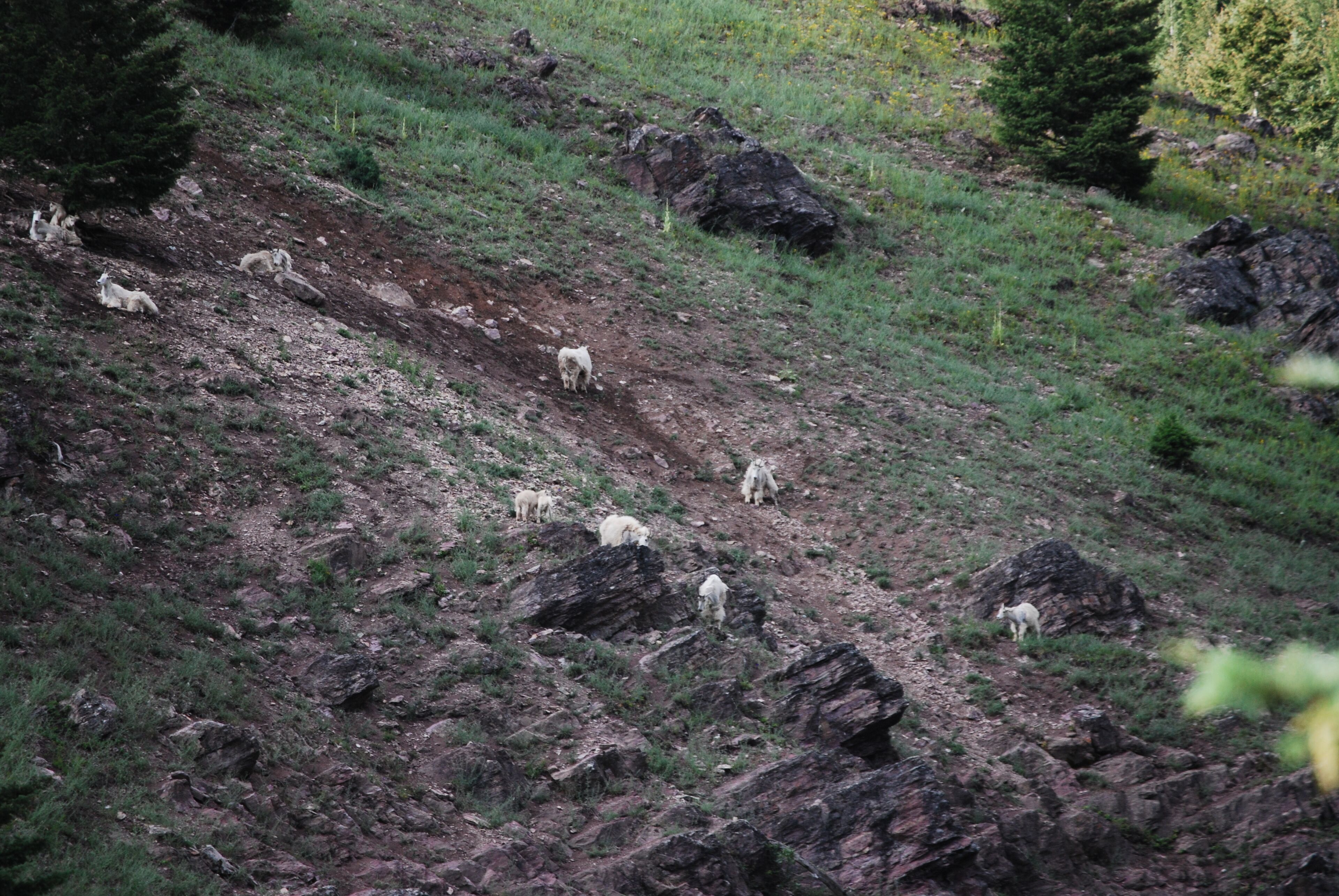 A rocky hillside with a group of goats grazing.