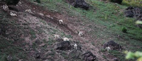 A rocky hillside with a group of goats grazing.