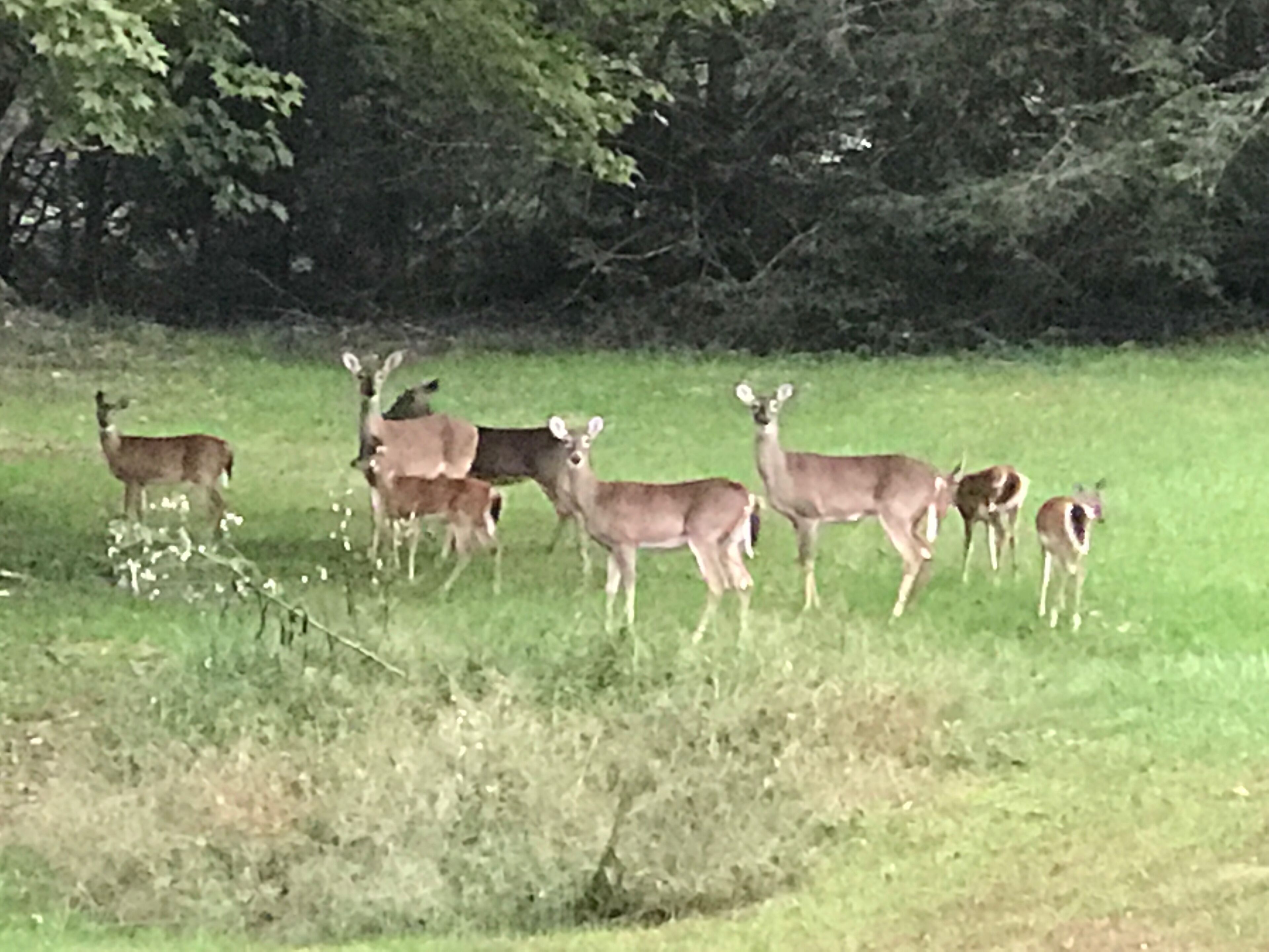 A group of deer in a grassy field with trees in the background.