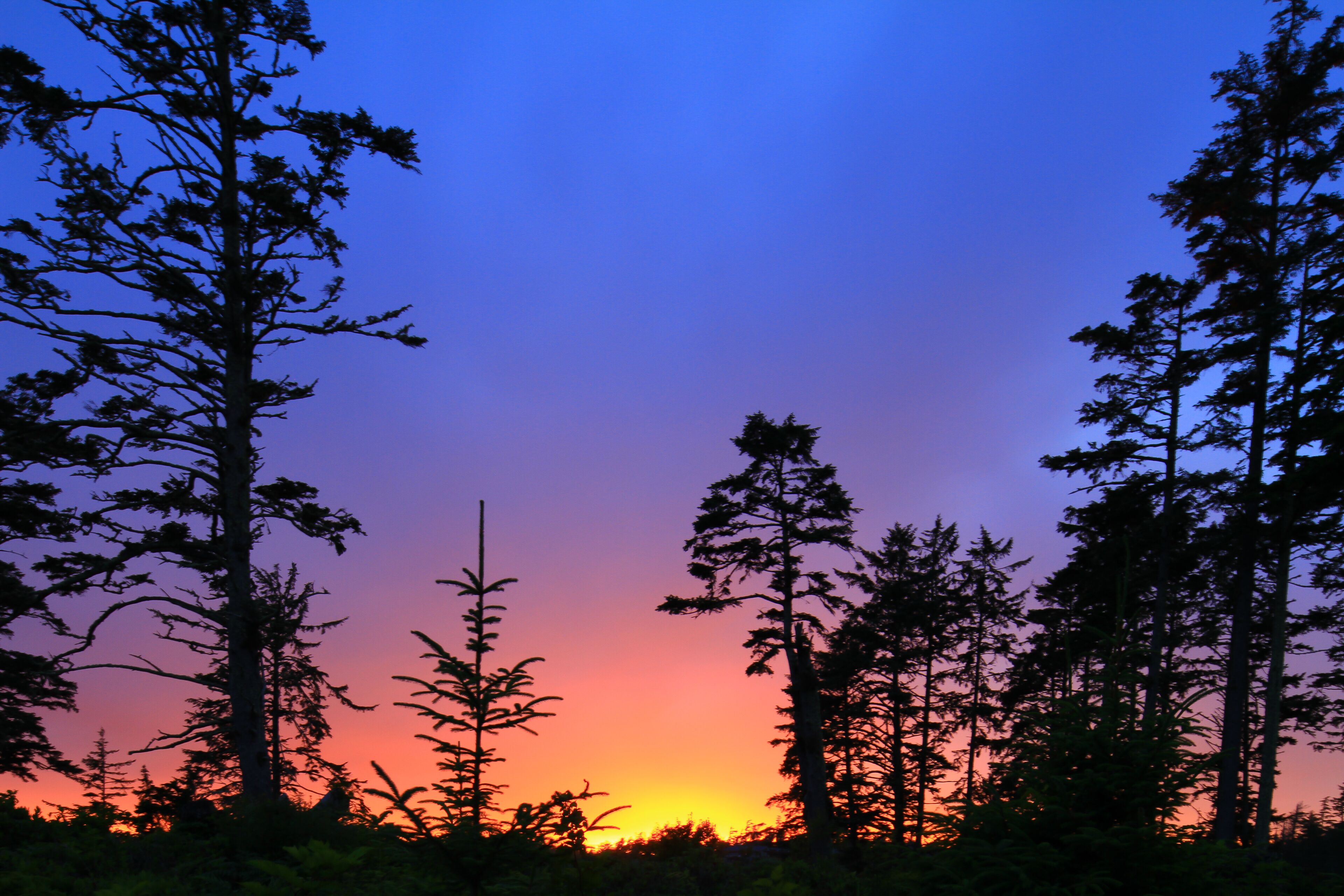 Une forêt aux arbres imposants se découpant sur le ciel au coucher du soleil.