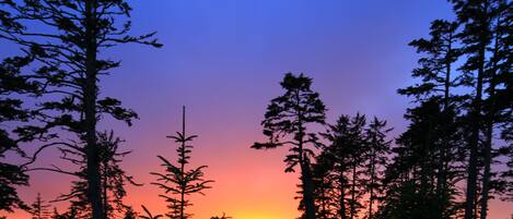 Une forêt aux arbres imposants se découpant sur le ciel au coucher du soleil.