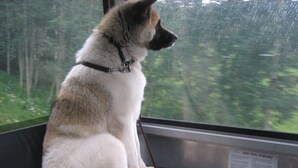 Un perro sentado junto a una ventana con vista a árboles.