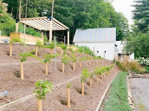 Un jardin avec des plates-bandes surélevées, une pergola et une maison avec un toit en métal.