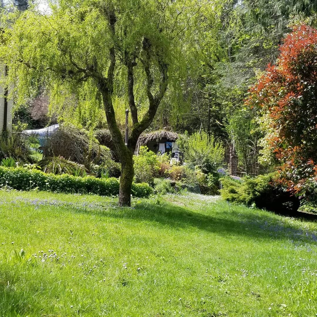A lush garden with a tree, a thatched-roof structure, and various shrubs.