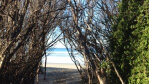 Un sendero que lleva a una playa, rodeado de árboles y follaje.