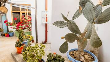 A variety of potted plants, including a cactus, in an outdoor setting with a white wall and a window.