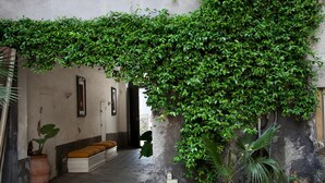 An indoor corridor with a bench, potted plants, and a wall covered in green vines. - Alcalà Living B&B (Catania)
