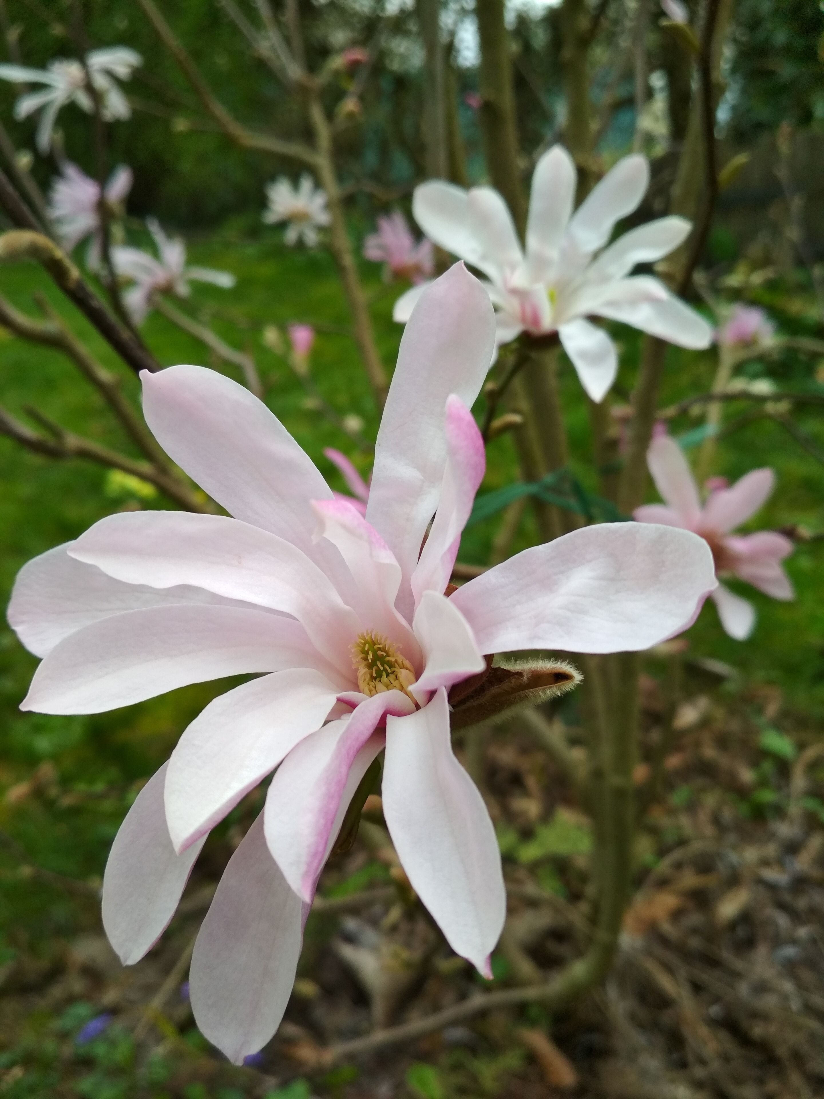 Un fiore di magnolia con numerosi petali e un pistillo centrale, sullo sfondo di un verde fogliame e altri fiori simili.