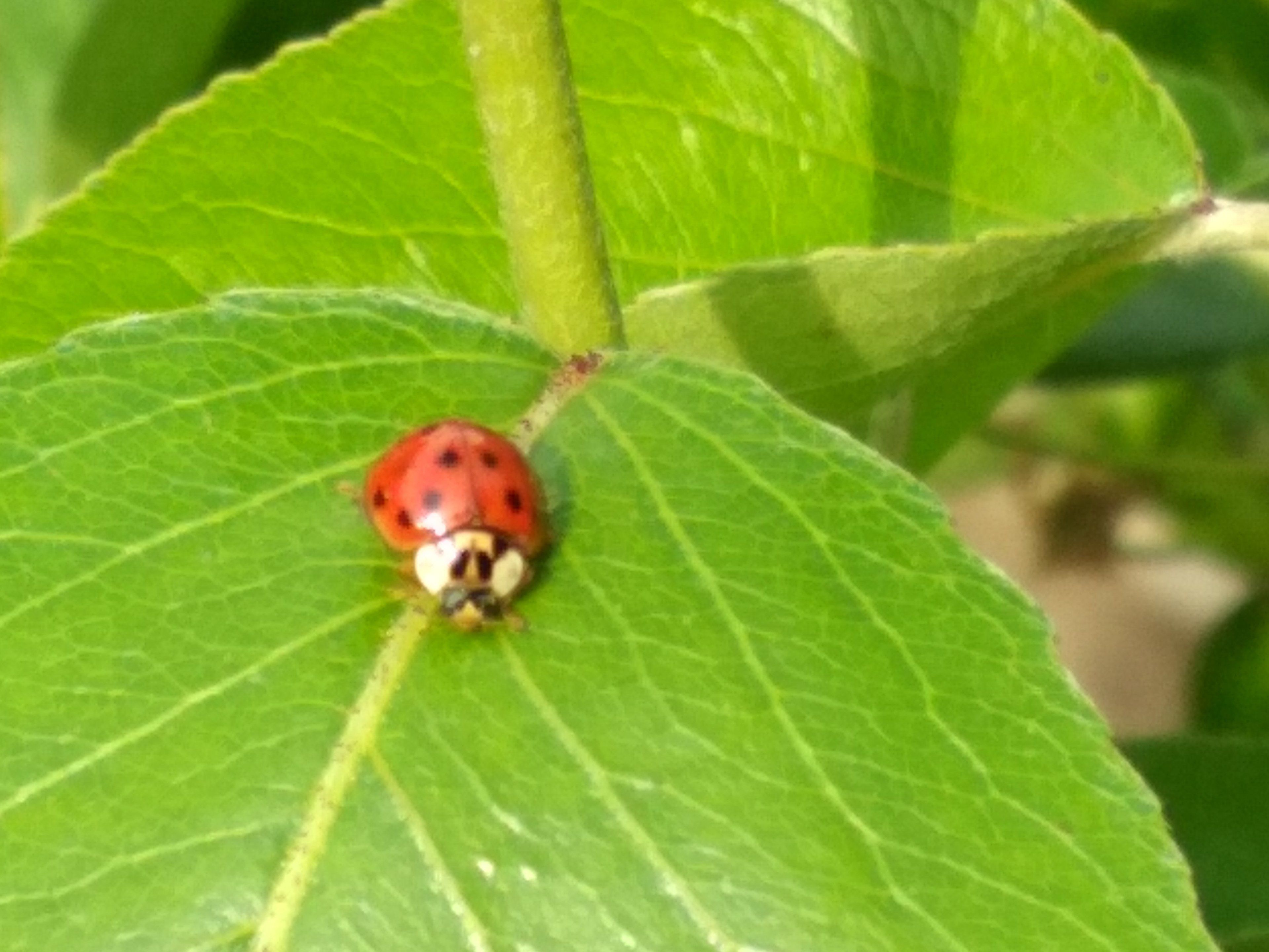 Una mariquita sobre una hoja verde.