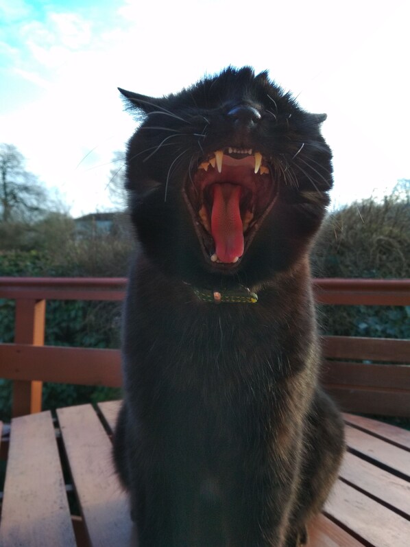 A black cat with its mouth open, displaying its teeth and tongue, sitting on a wooden bench.