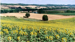 Un campo de girasoles con colinas onduladas y árboles dispersos al fondo.