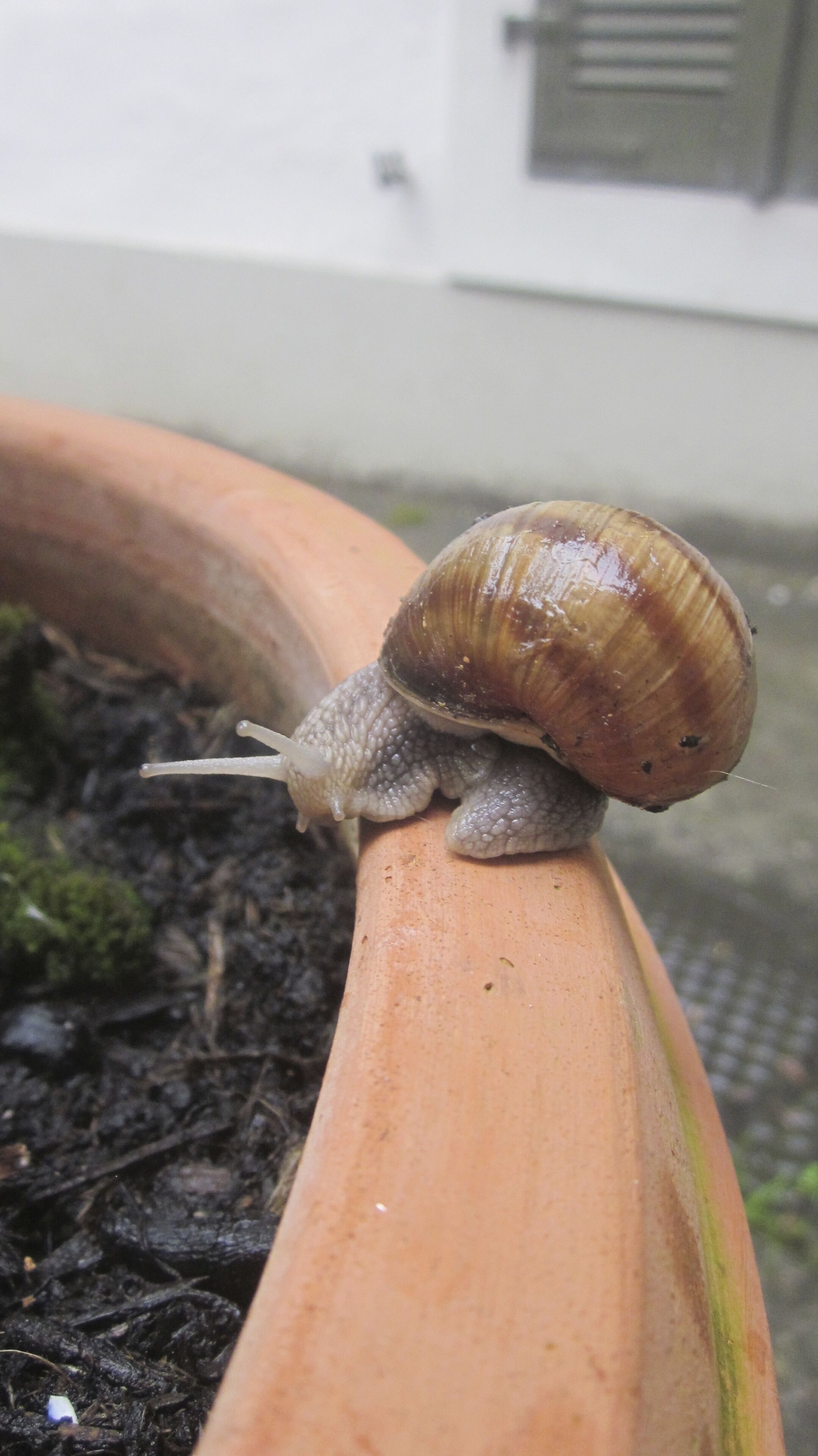 A snail on a terracotta pot.
