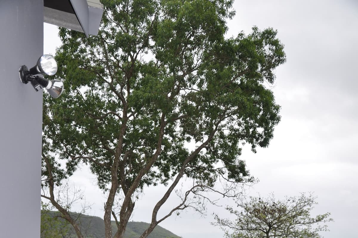 Un chemin pavé mène à une terrasse en bois, qui est elle-même entourée d’un jardin où poussent différentes espèces de plantes et un grand arbre.